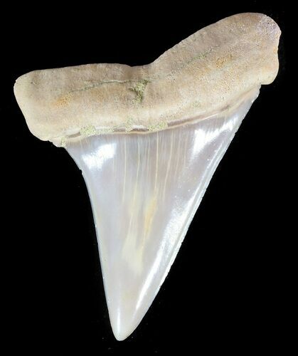 Mako Shark Tooth Fossil - Sharktooth Hill, CA #46789